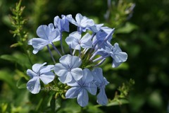 Plumbago auriculata